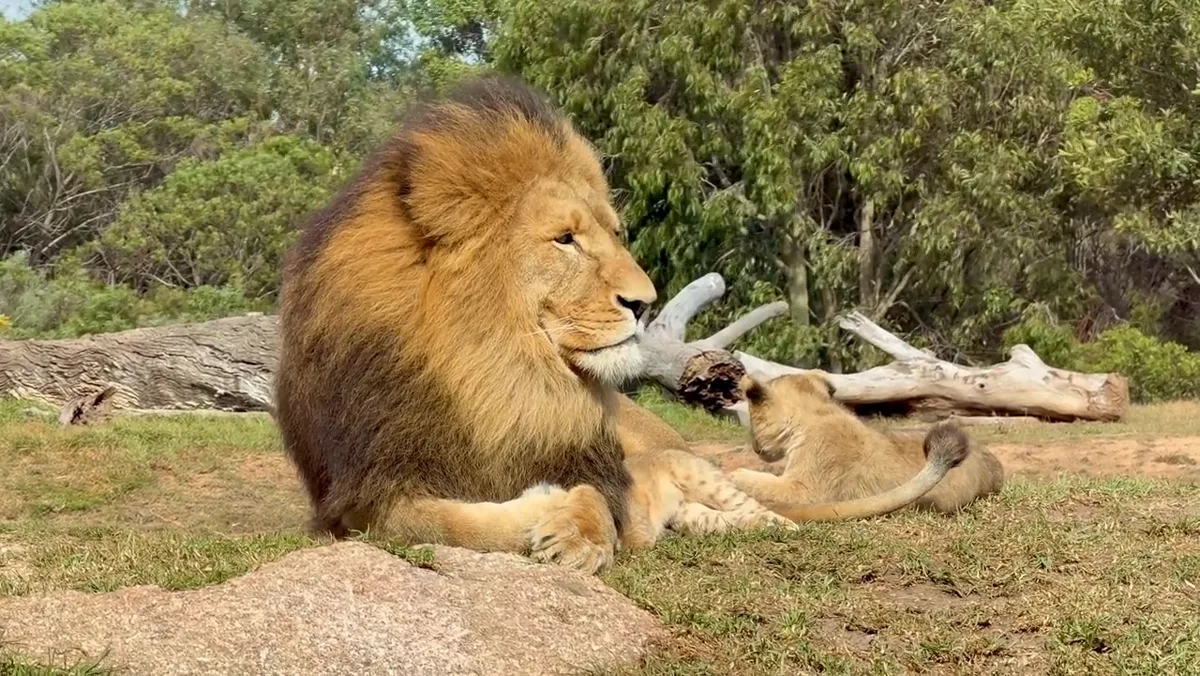 Cover image of the Lions in the Wild station